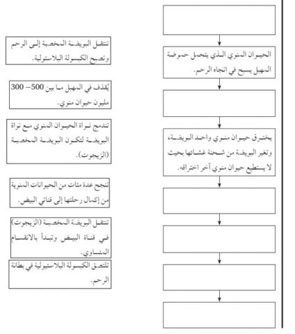 الاخصاب وتكوين الجنين