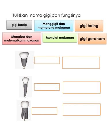Gigi Manusia jenis dan fungsi gigi