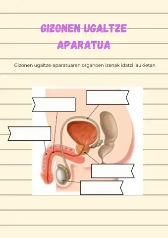Gizonen ugaltze-aparatua