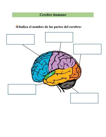 Cerebro