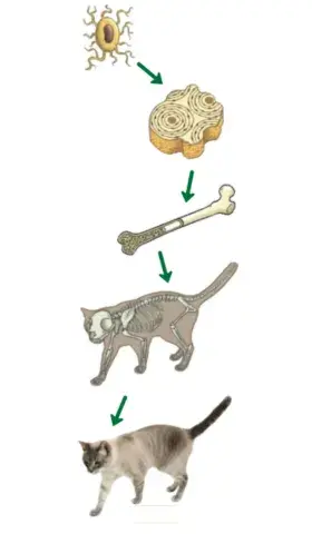 Levels of organisation