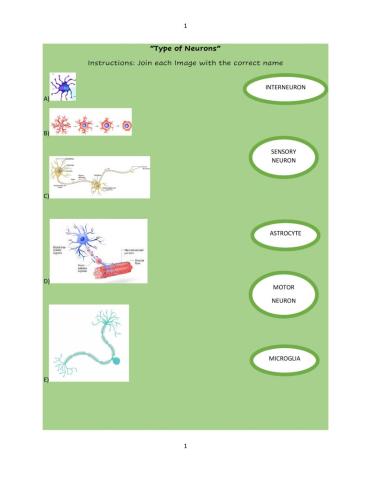 Type of Neurons and Their Function