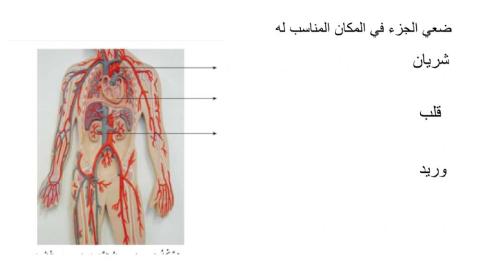 جهاز الدوران