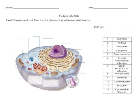 Eukaryotic Cells