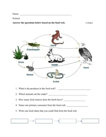 Food web