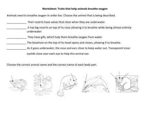 Traits for breathing oxygen