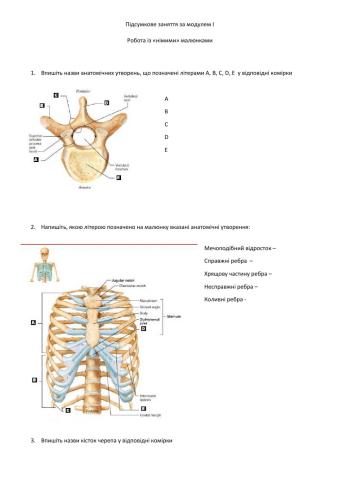 Анатомія людини