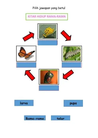 Ulangkali Sains Tahun 2 Unit Haiwan