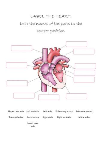 Heart parts