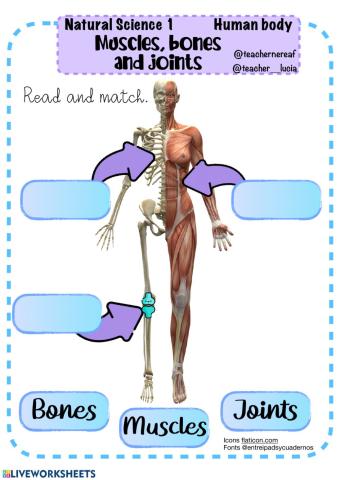 Bones  joints and muscles