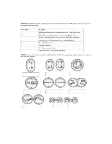 Phases Meiosis