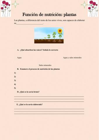 Función de nutrición: PLANTAS