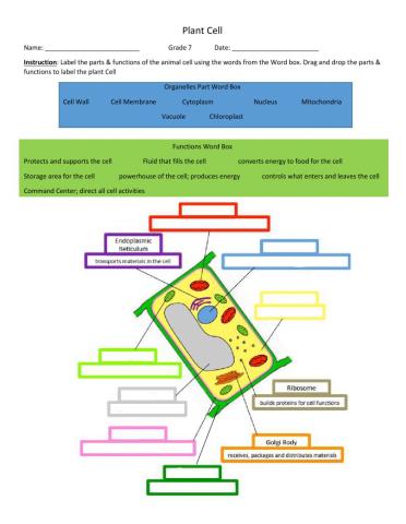 Plant Cell