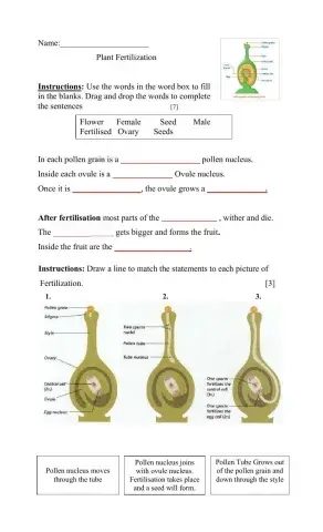 Fertilization in plants