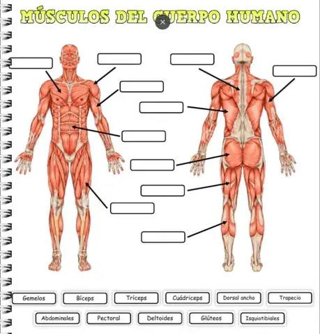 Músculos