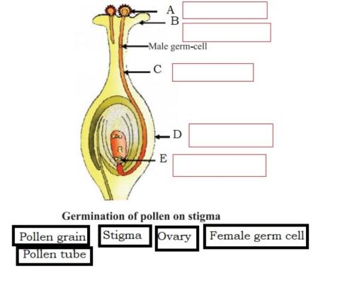 Pollen tube extention
