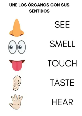 Parts of the body, feelings and senses