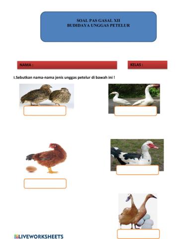 Soal budidaya unggas petelur