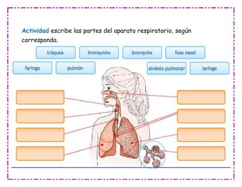 Aparato Respiratorio