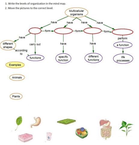Organisation of multicellular organisms