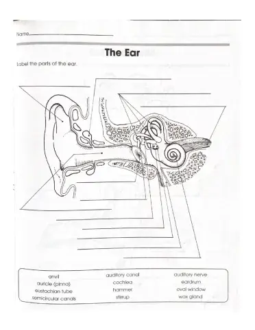 The Ear