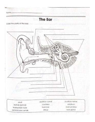 The Ear