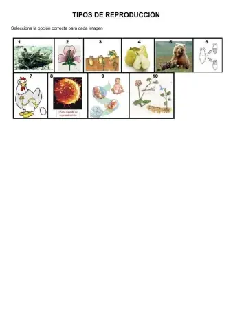 Tipos de reproducción