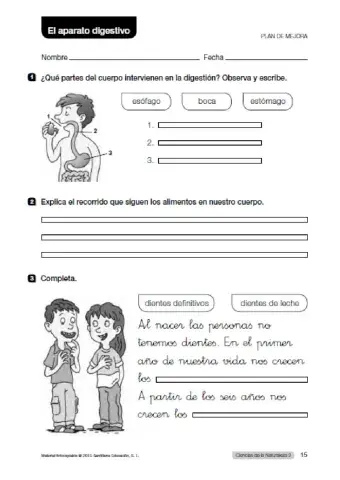El sistema digestivo
