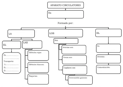 Aparato circulatorio