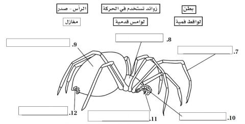 خصائص العناكب
