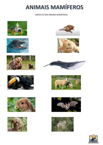 Animais mamíferos