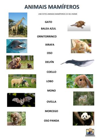 Animais mamíferos
