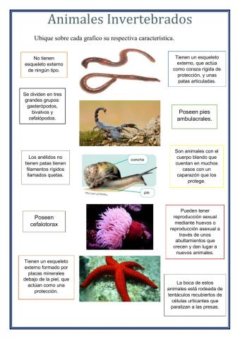 Características Invertebrados