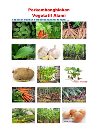 Vegetatif Alami dan Vegetetif Buatan