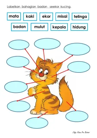 ANGGOTA BADAN KUCING