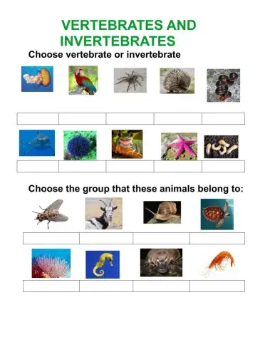 Invertebrates and vertebrates