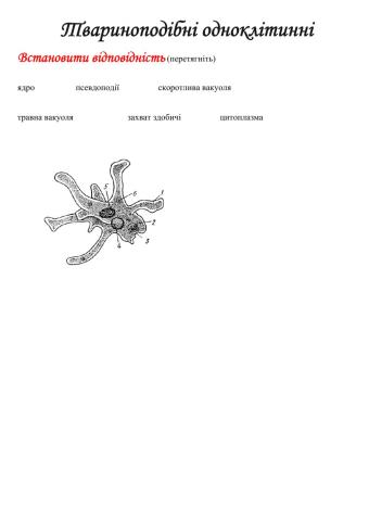 Одноклітинні твариноподібні