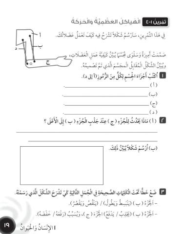 الهياكل العظمية والحركة 2