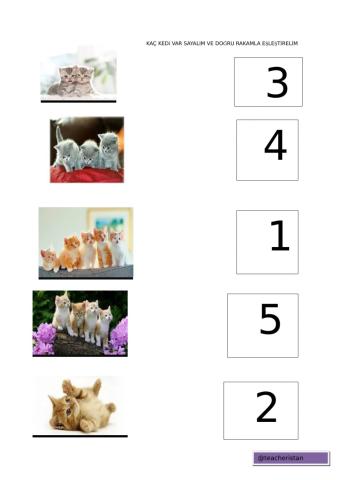 rakamlar eşleştirme- match the cats with the numbers