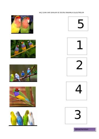 rakam eşleştirme okul öncesi -match the bird with the numbers