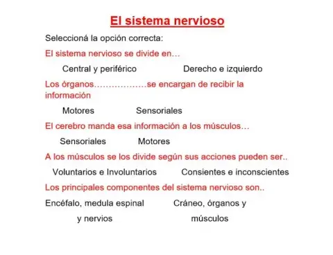 El sistema nervioso