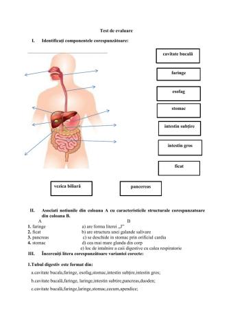 recapitulare sistemul digestiv