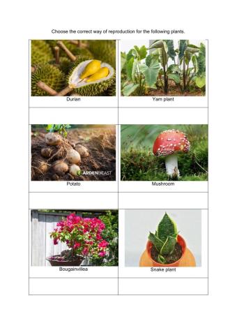 Ways of plant reproduction