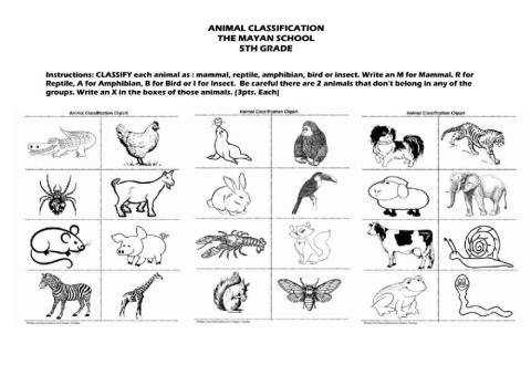 Animal classification