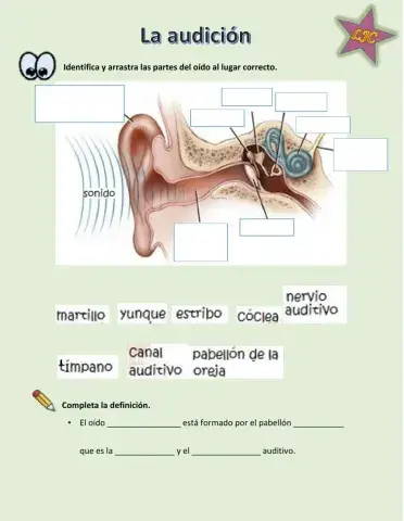 Sentido de la audición