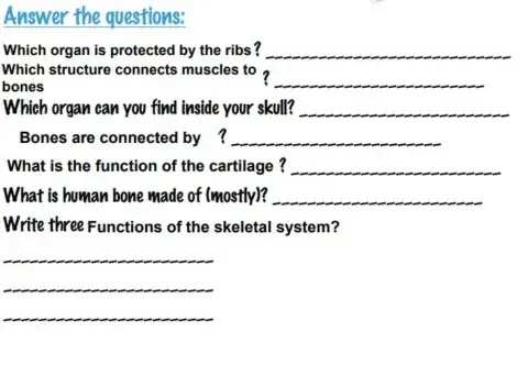 Musculoskeletal 2