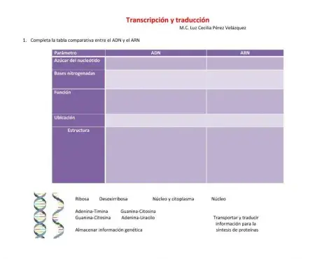 Transcripción y traducción