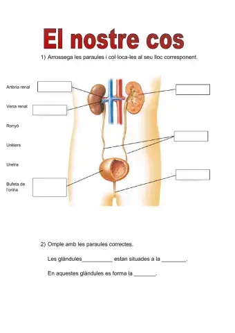 El sistema circulatori i el sistema excretor