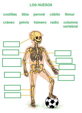 Los huesos