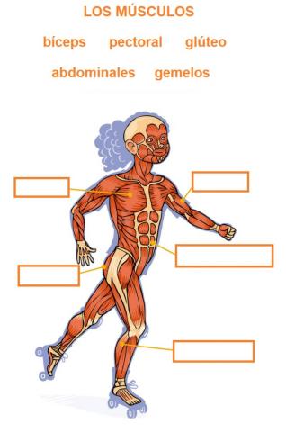 Los músculos